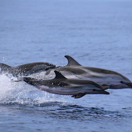 Atlantico 24 Lejlighed Puerto de Santiago  Eksteriør billede