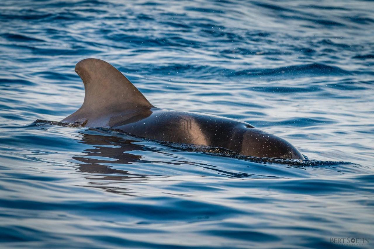 Atlantico 24 Lejlighed Puerto de Santiago  Eksteriør billede